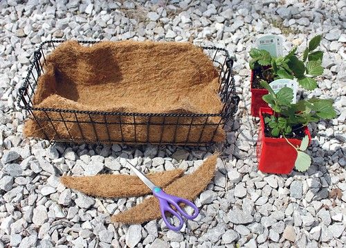 Hanging wire basket used as a diy planter