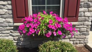 Full Sun Container Plants