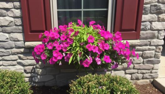 Full Sun Container Plants