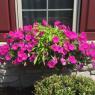 Full Sun Container Plants
