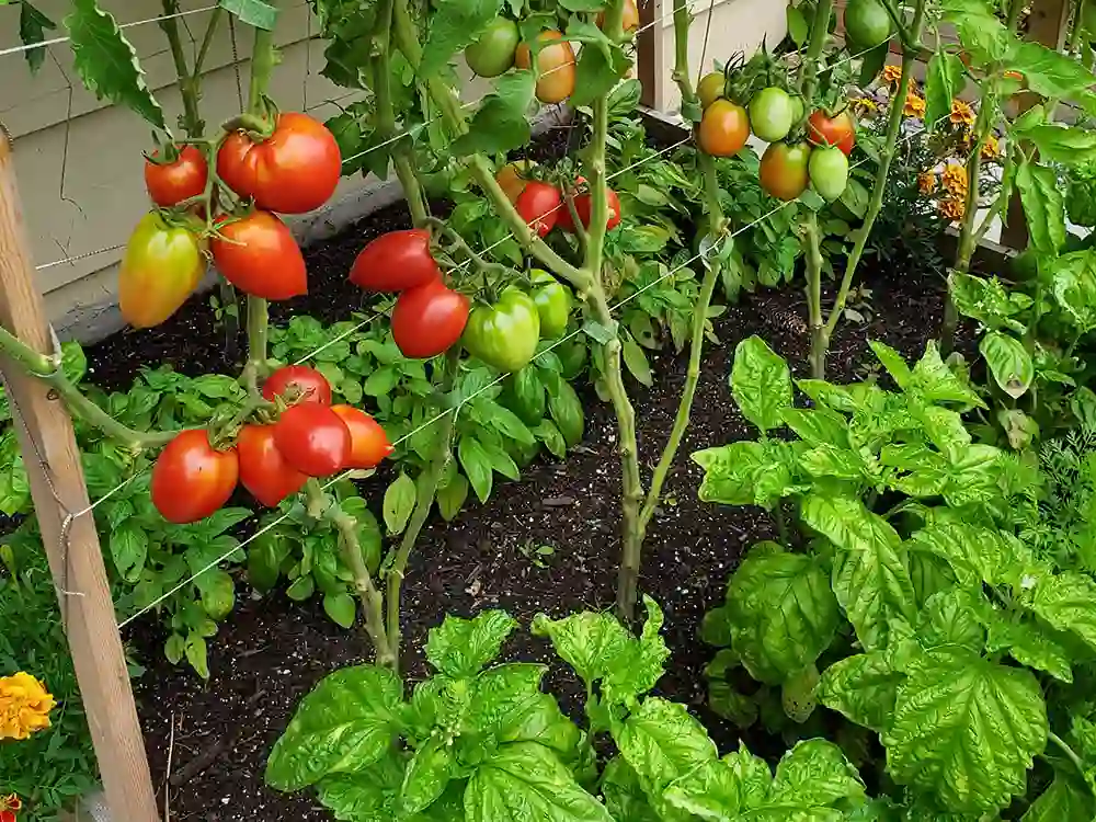 tomatoes and basil growing together