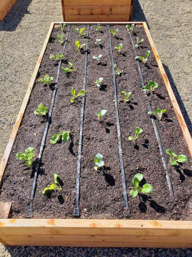 irrigation water system Beginner Friendly Raised Vegetable Garden ideas