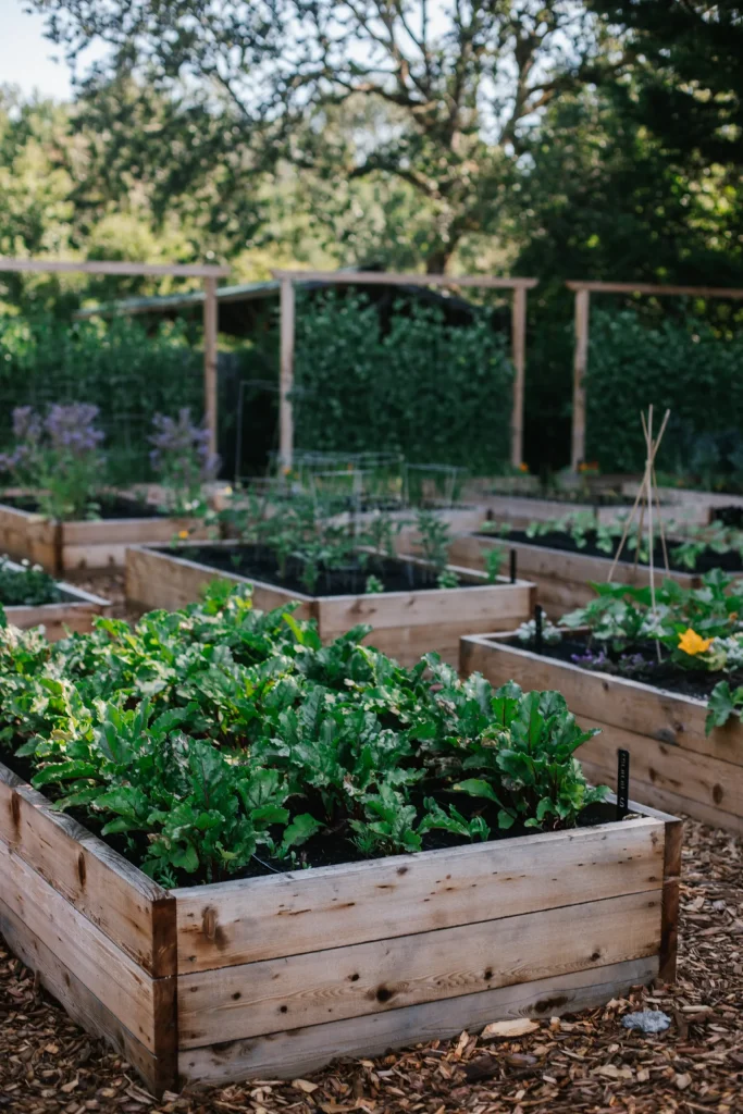 walking space in between garden beds in the garden