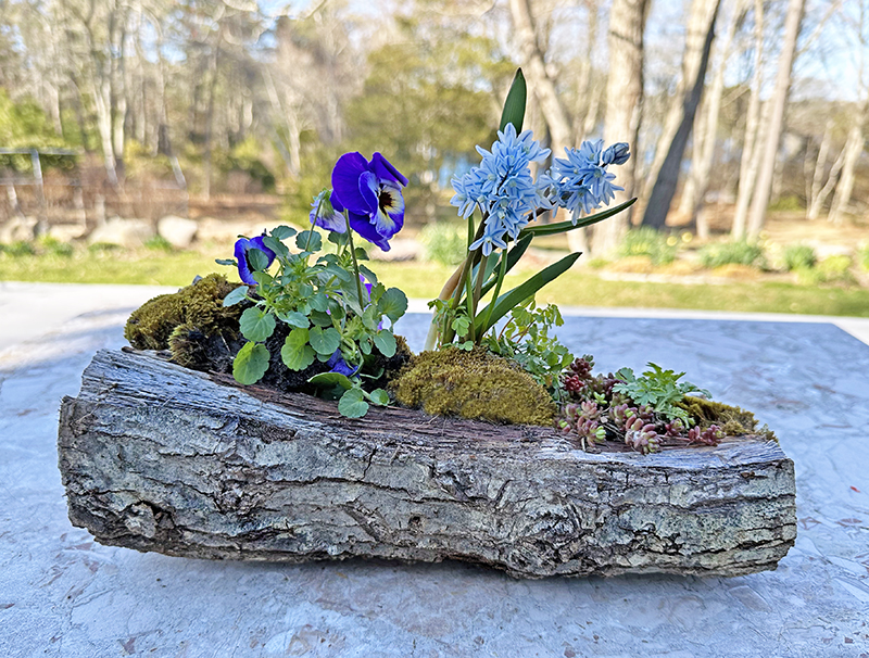 rustic log with flowers and succulents