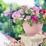 Front Porch Flower Pot Ideas