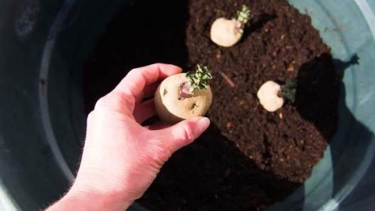 Growing Potatoes In A Container