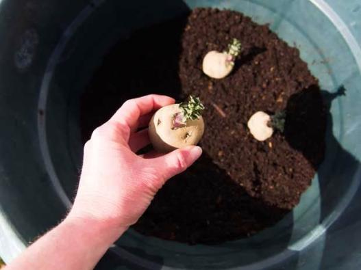 Growing Potatoes In A Container