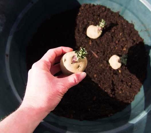 Growing Potatoes In A Container