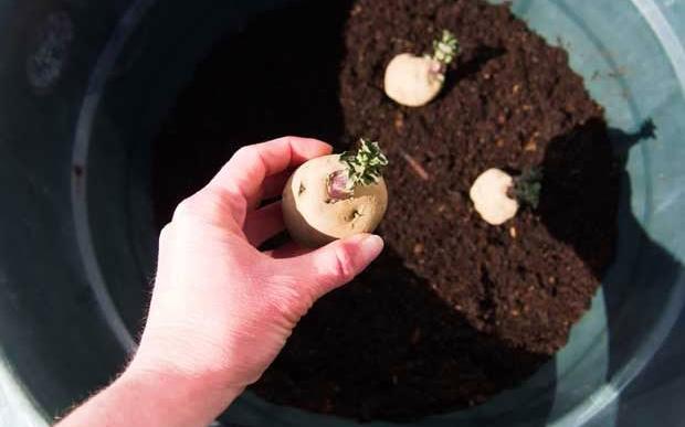 Growing Potatoes In A Container
