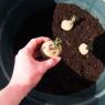 Growing Potatoes In A Container