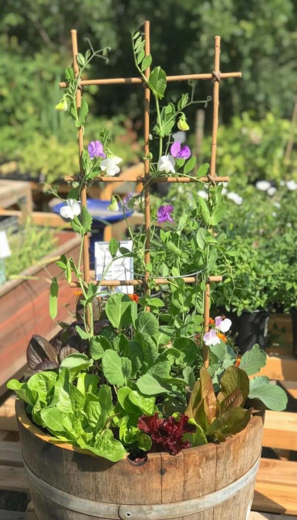 trellis in a Whiskey Barrel Planter