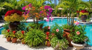 florida sun loving plants pool