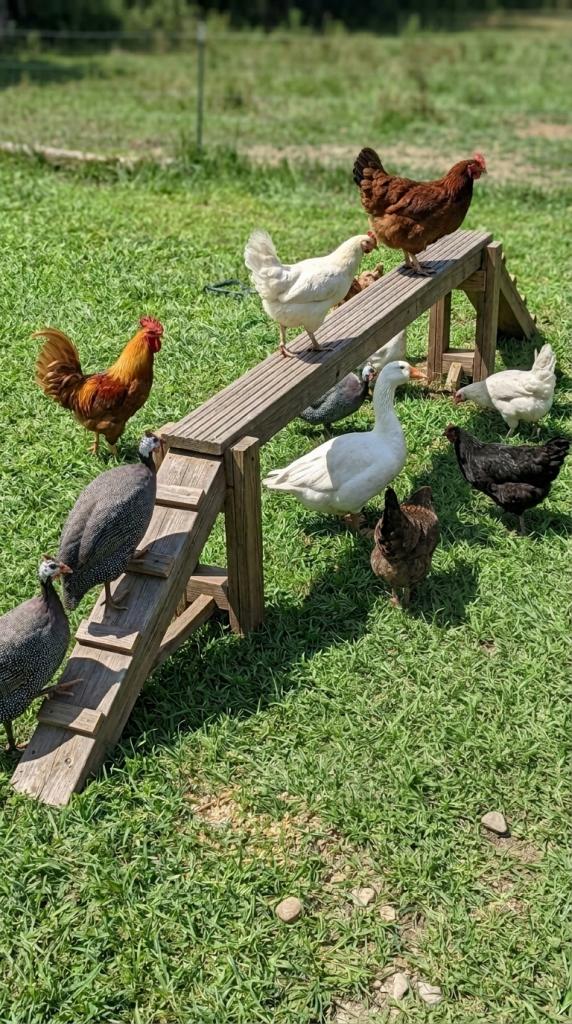 balance beam for chickens