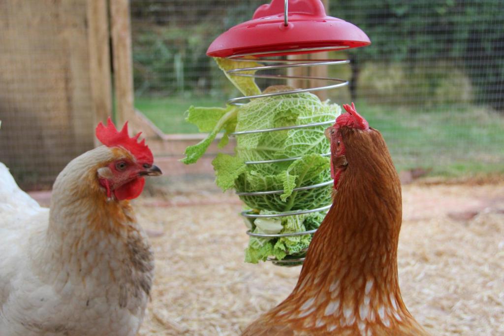 cabbage treat ball for chickens