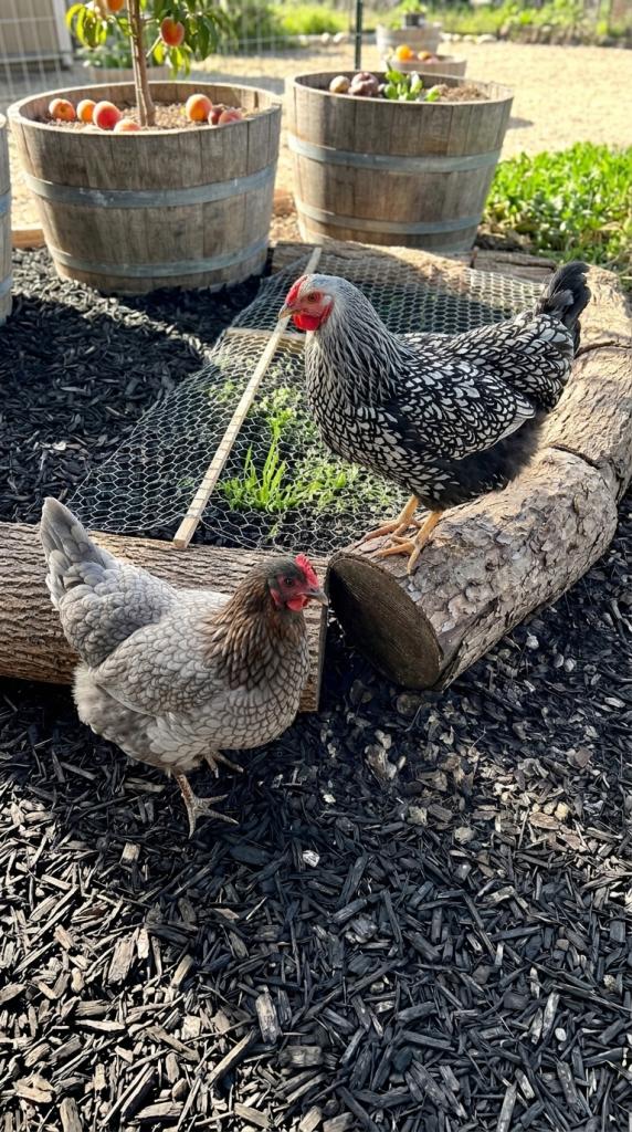 mesh wire over raised pecking garden for chickens