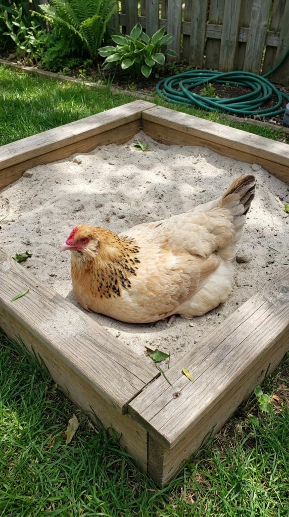 wooden sandbox with sand in