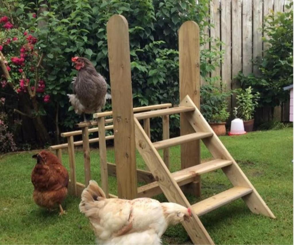 wooden chicken jungle gym