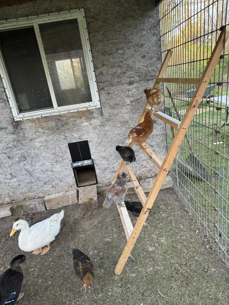 ladder in Chicken Playground