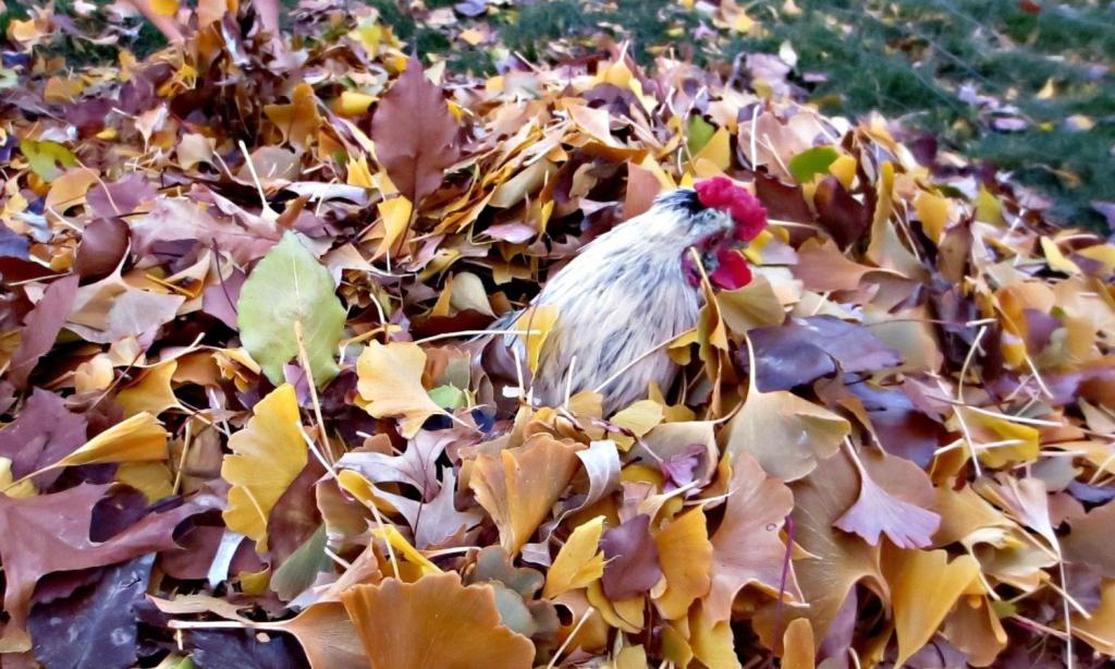 leaf pile