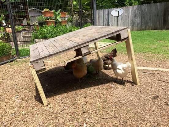 lean to for chickens to shelter