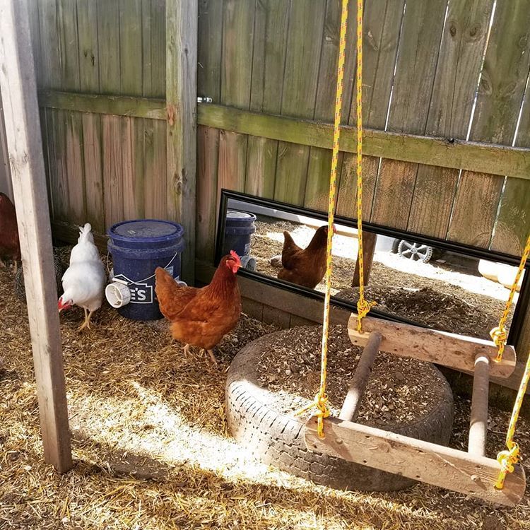 mirror in a Chicken Playground