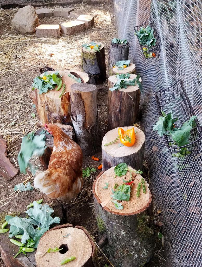tree stumps arranged in chicken coop