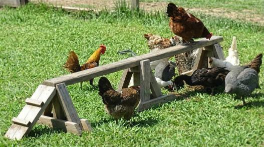 diy chicken playground ideas