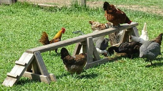 diy chicken playground ideas
