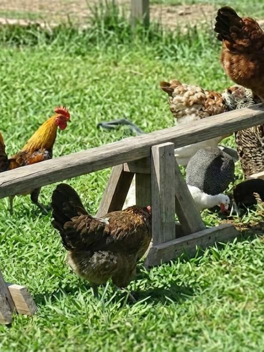 diy chicken playground ideas