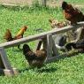 diy chicken playground ideas