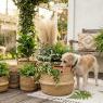 dog bowl planter ideas