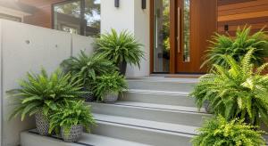 fern planter ideas
