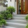 fern planter ideas