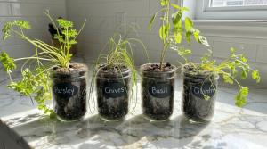 herbs in mason jars
