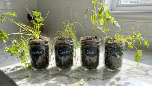 herbs in mason jars