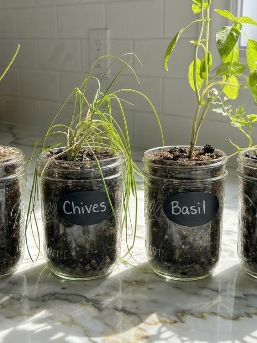 herbs in mason jars