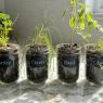 herbs in mason jars