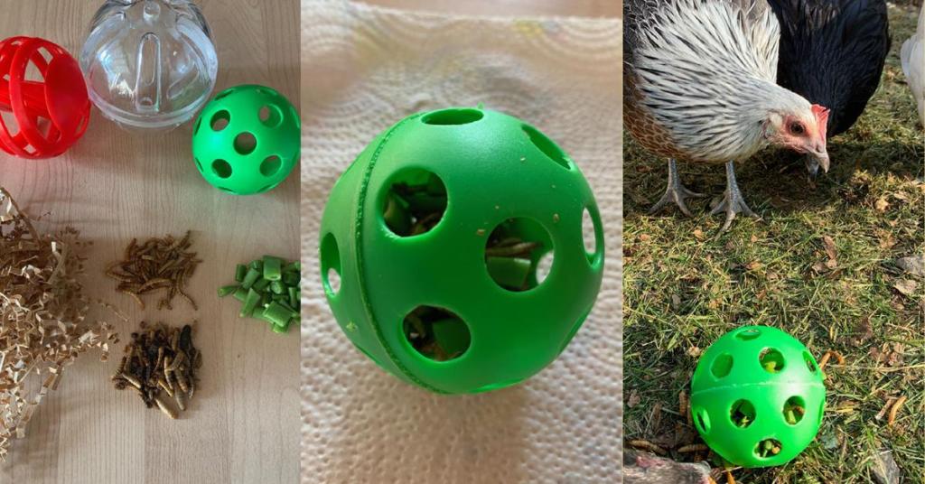 treat ball for chickens