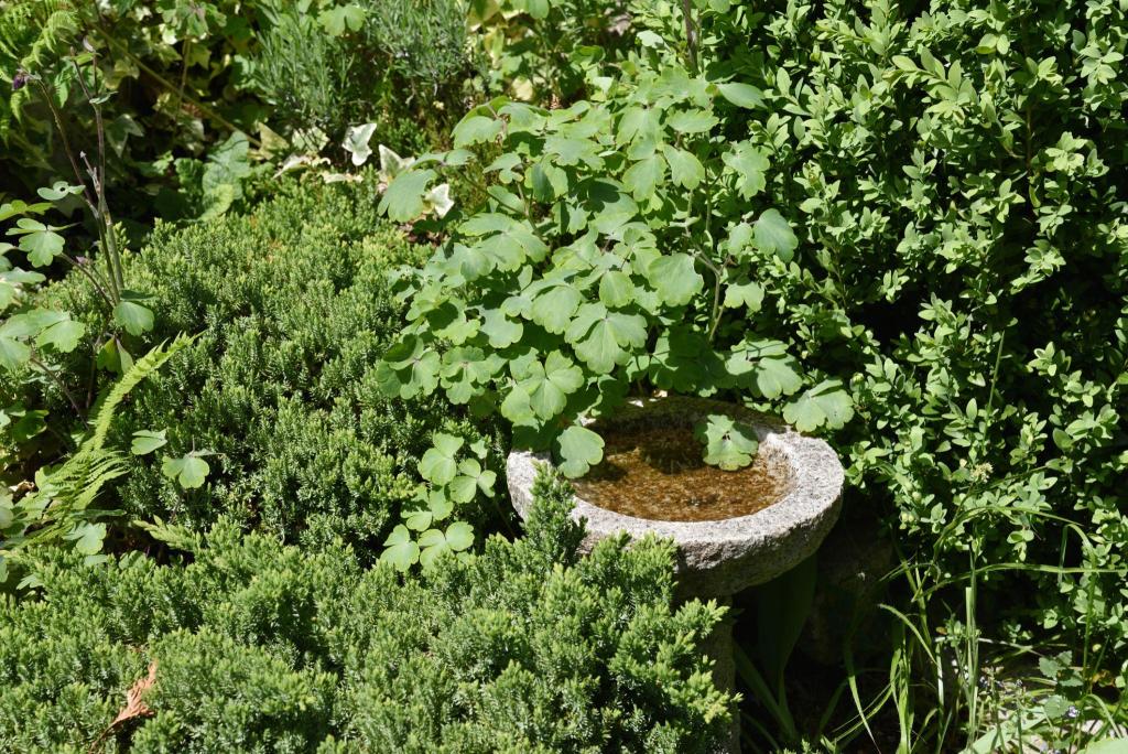 hideen Dog Water Bowl Planter 