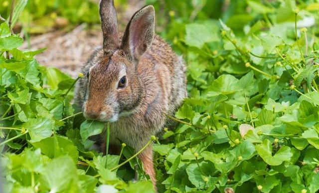 Rabbit Proof Fence Ideas
