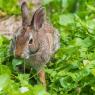 Rabbit Proof Fence Ideas