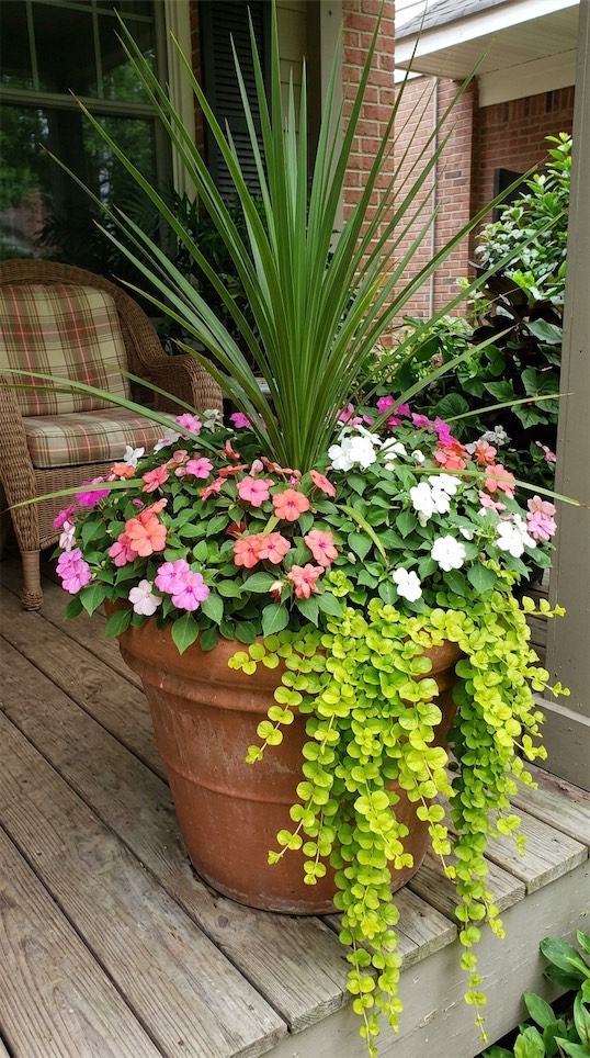 Dracaena Spike, Impatiens, and Creeping Jenny