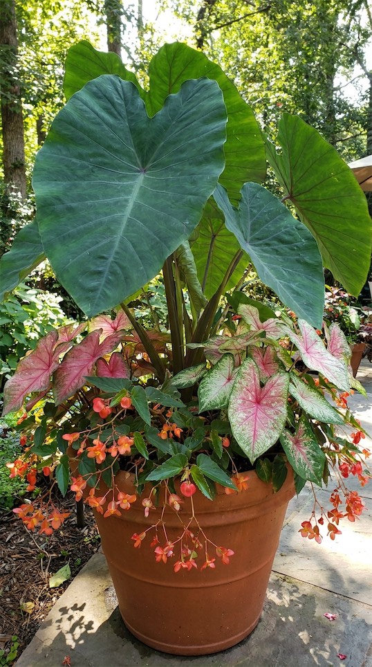 Elephant Ear, Caladium, and Trailing Begonia