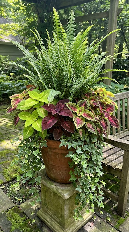 fern, Coleus, and English Ivy