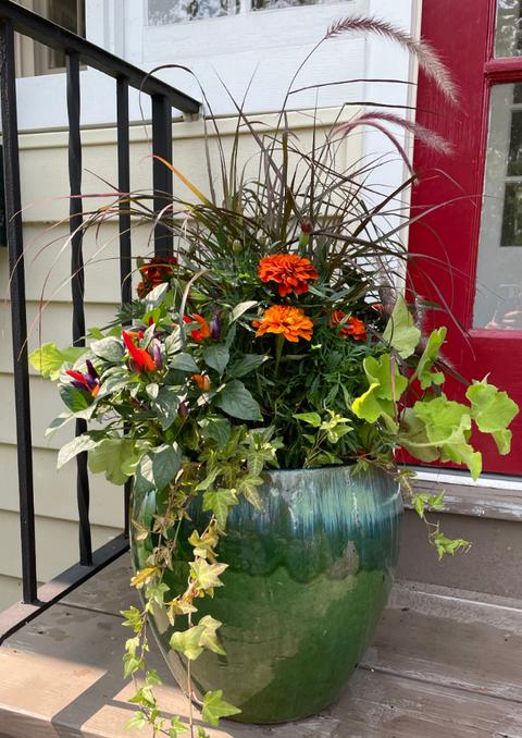 Ornamental Millet, Zinnias, and Nasturtiums