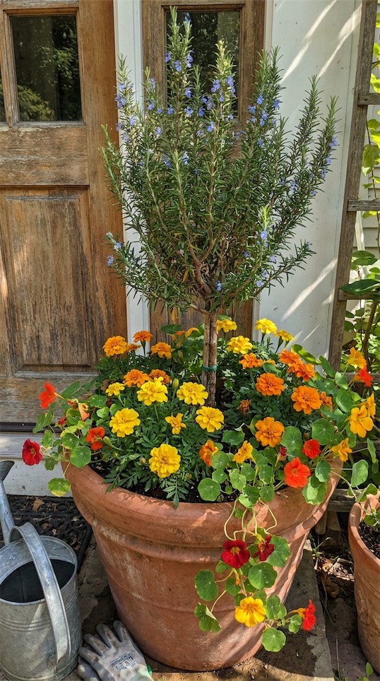 rosemary, Marigolds, and Nasturtiums
