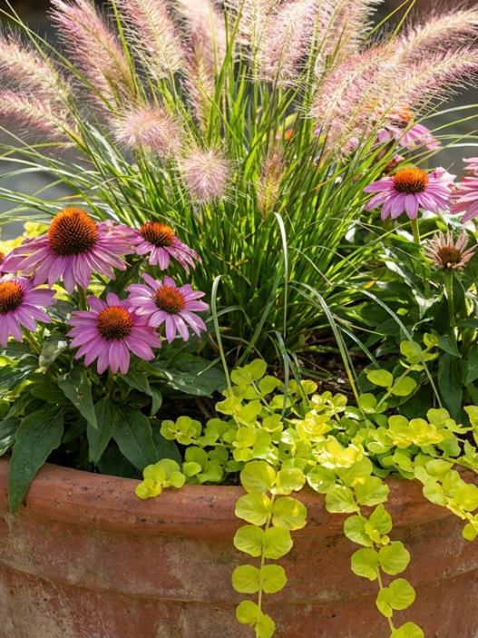 Thriller Filler Spiller Ideas for Planters