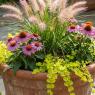 Thriller Filler Spiller Ideas for Planters