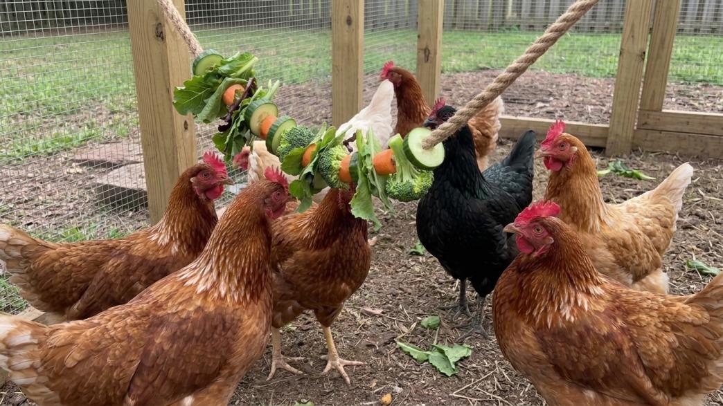 chicken activity ideas