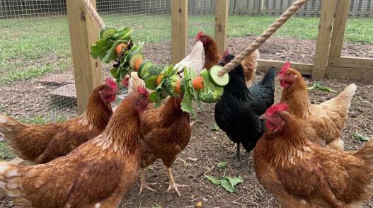 chicken activity ideas